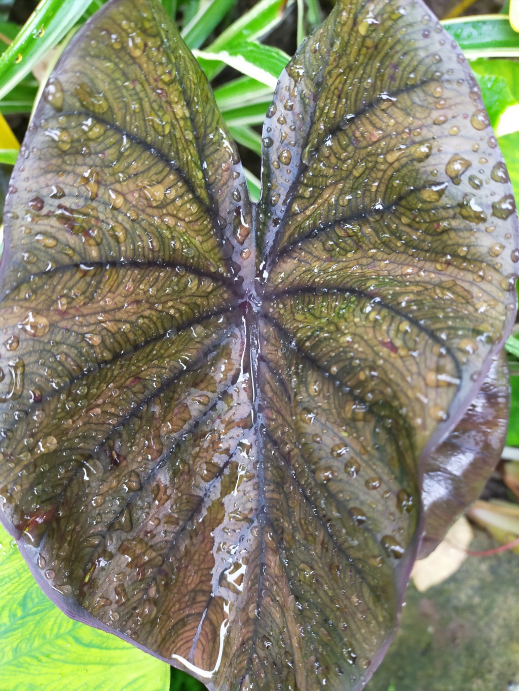 Couleurs et formes des feuilles dans les Colocasia Img21901