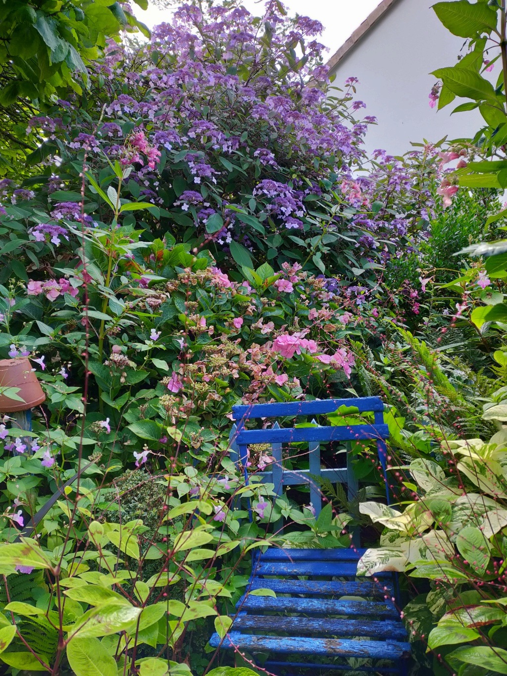 Michou - un jardin de curiosités et de botanique de Marie-Jo et de Michel " 44 " - Page 18 Img22092