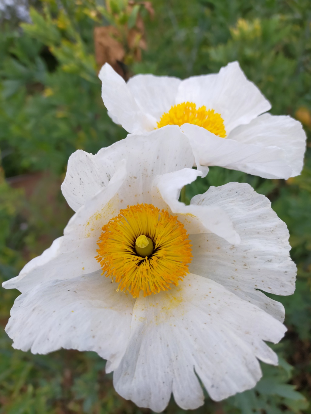Romneya coulteri - Page 4 Img22206