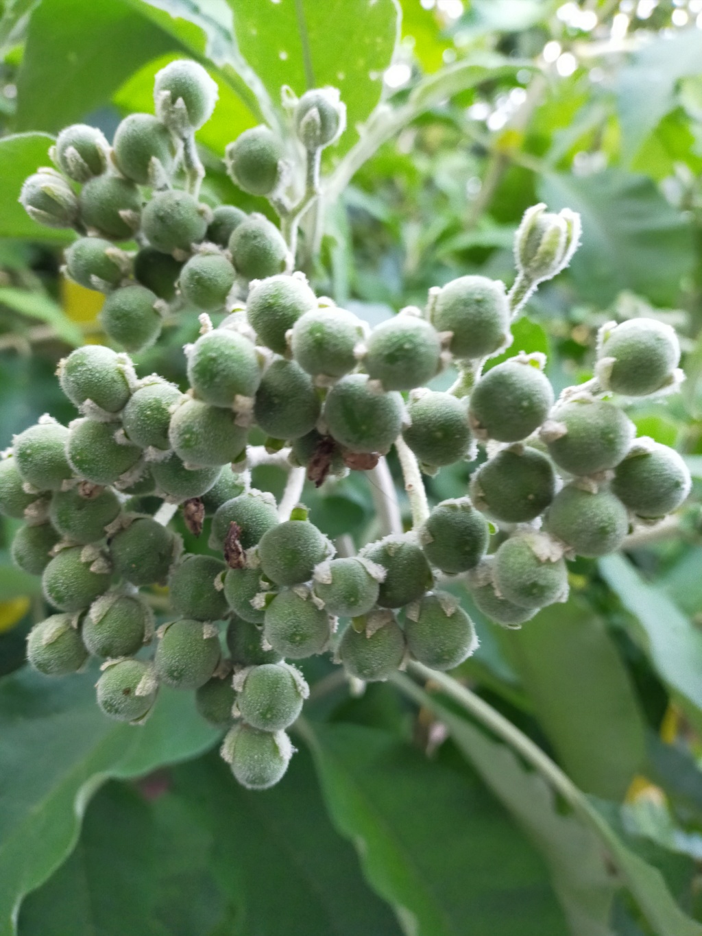 Solanum mauritianum - bringellier marron Img22257
