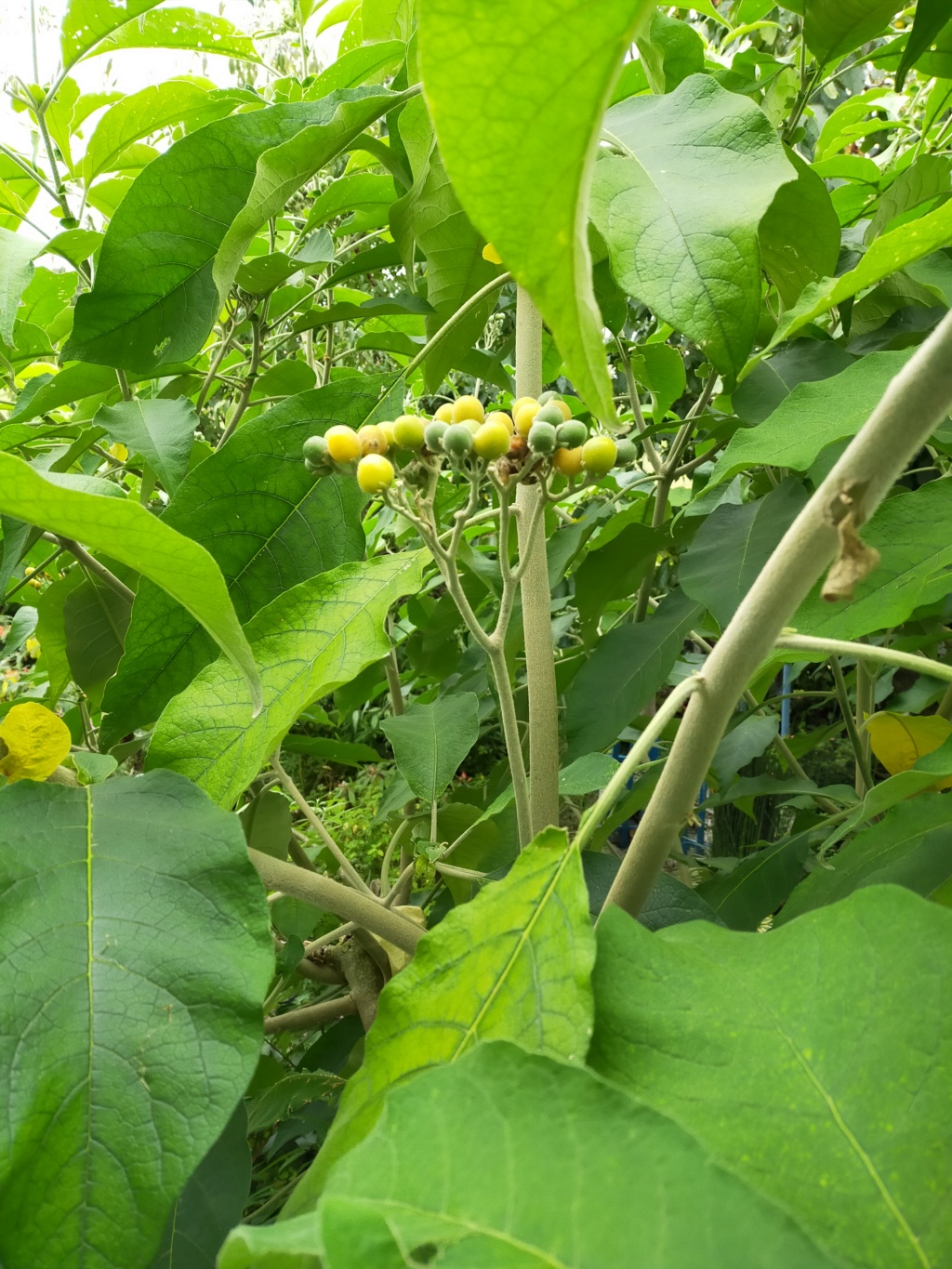 Solanum mauritianum - bringellier marron Img22259