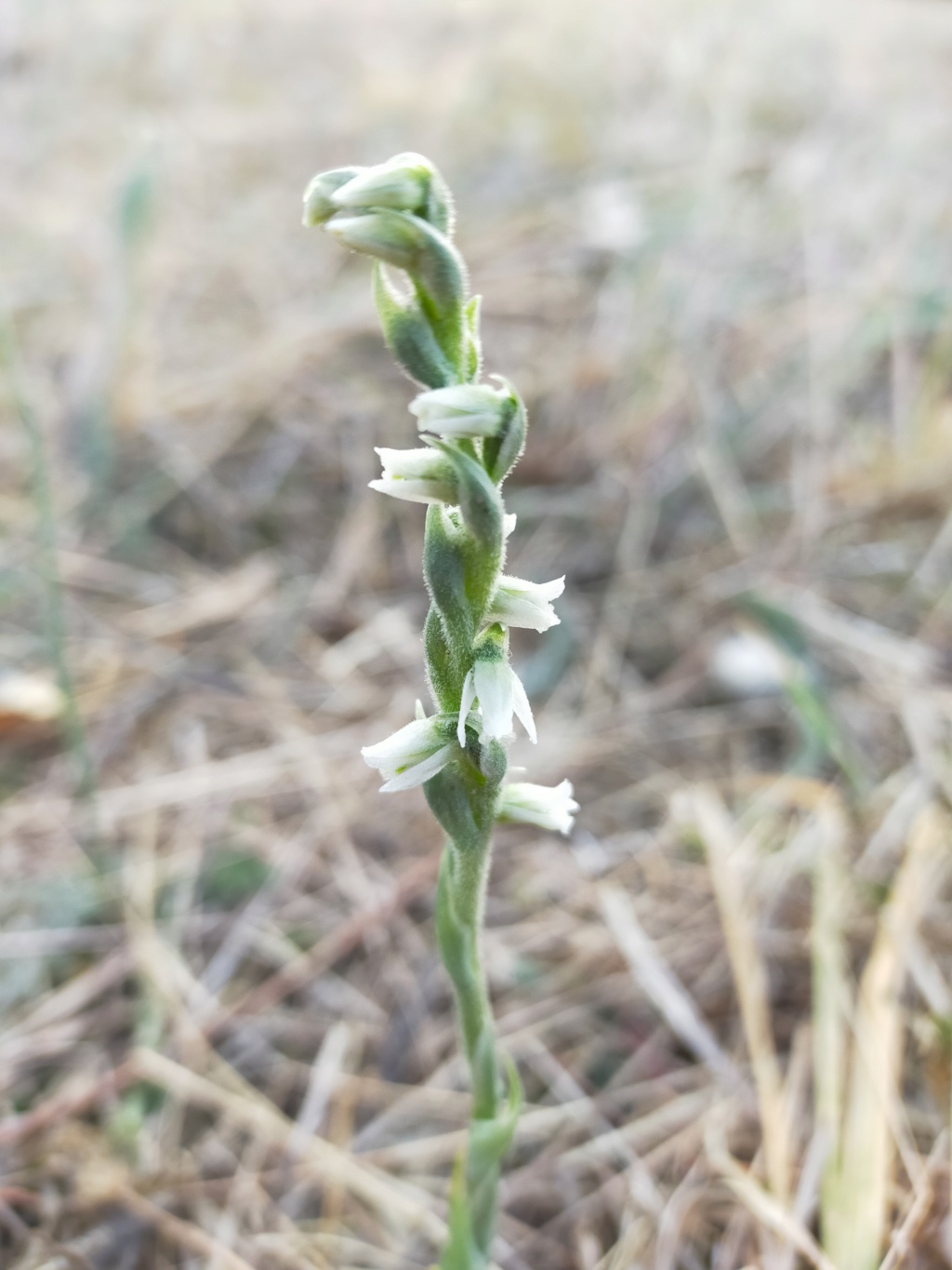 Spiranthes spiralis - spiranthe d'automne - Page 2 Img22323