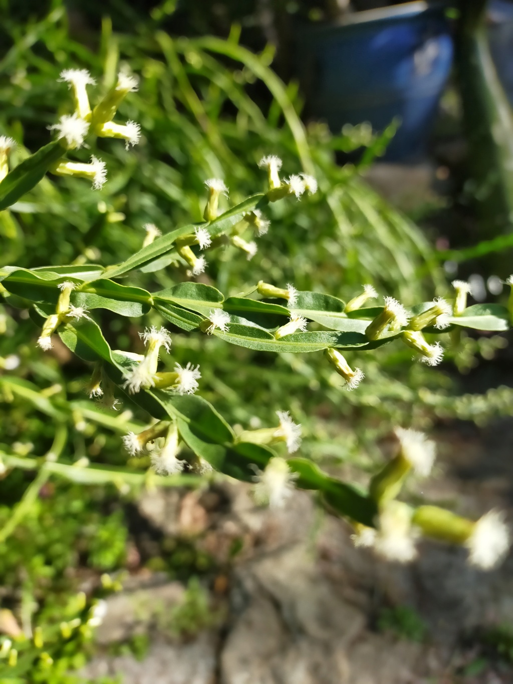 Baccharis genistelloides  Img22350