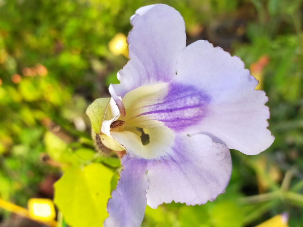 Thunbergia grandiflora 'Augusta Blue' - trompette du Bengale Img22368