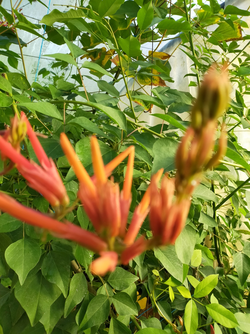 Erythrina montana (syn Erythrina longipes) - Page 2 Img22369