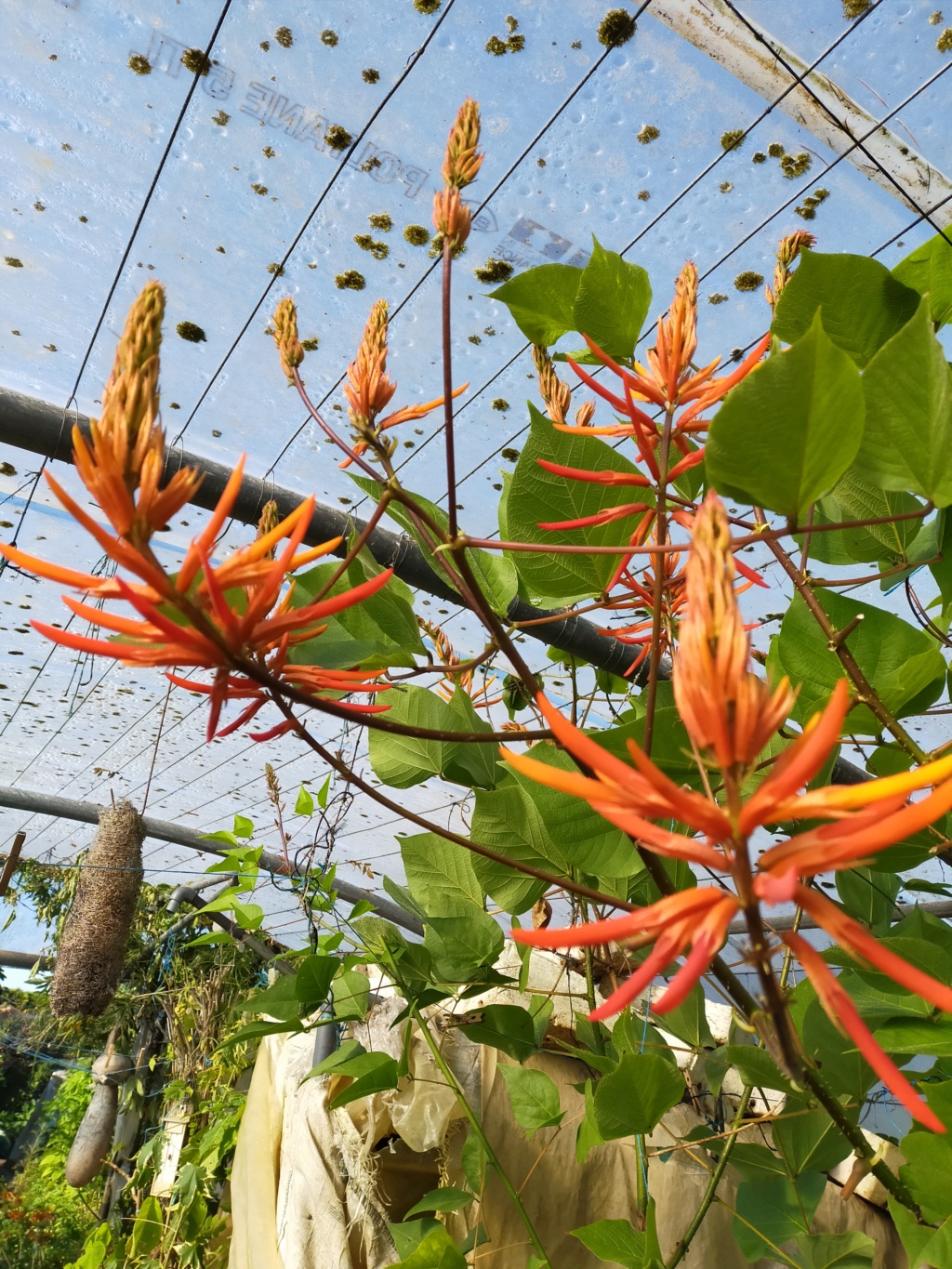 Erythrina montana  (syn Erythrina longipes) - Page 2 Img22370