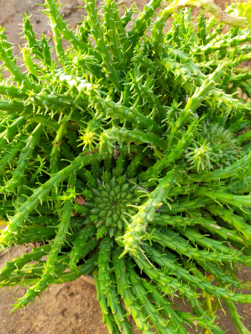 Euphorbia flanaganii Img22380