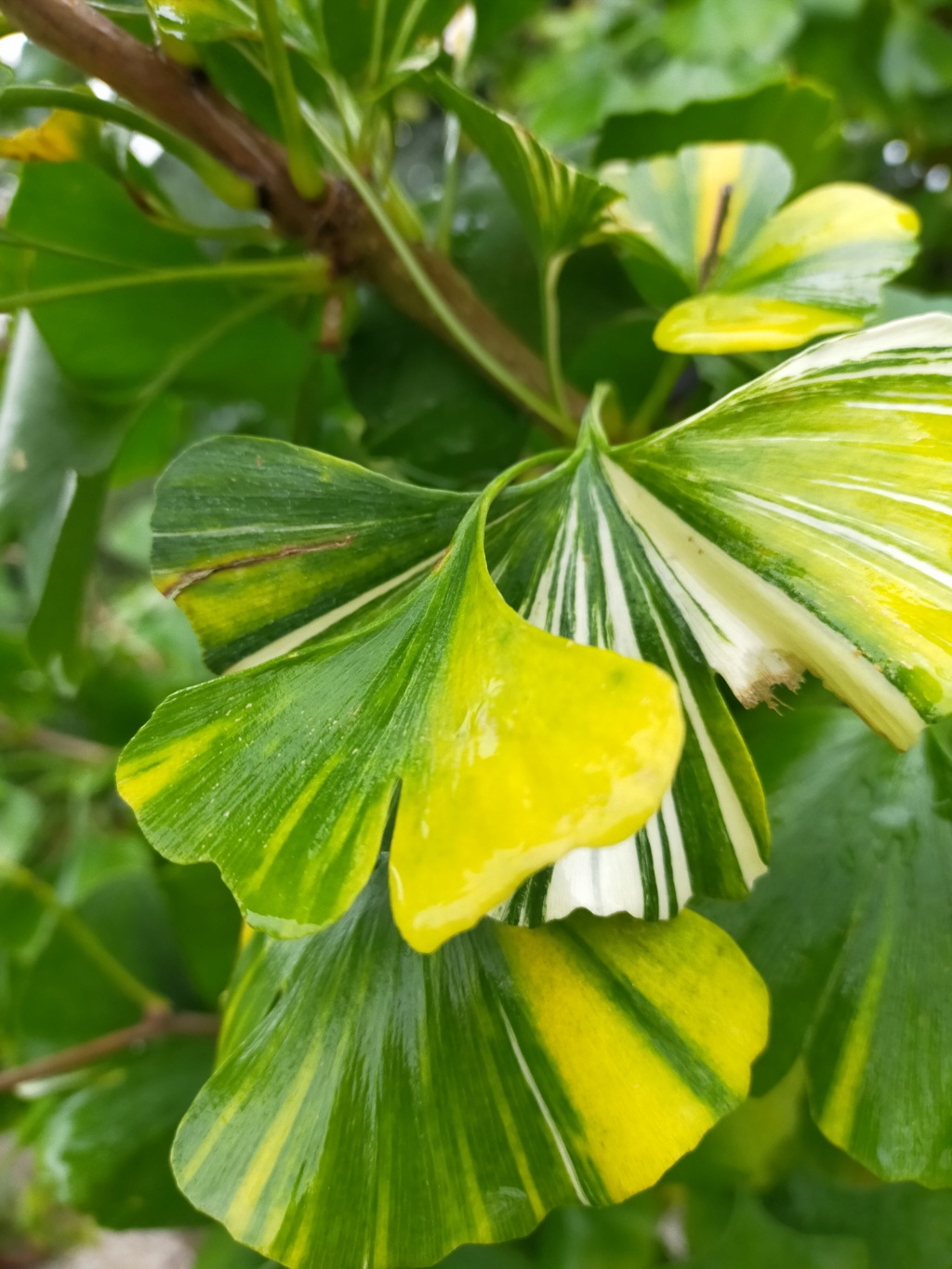 Ginkgo biloba f. variegata Img22445