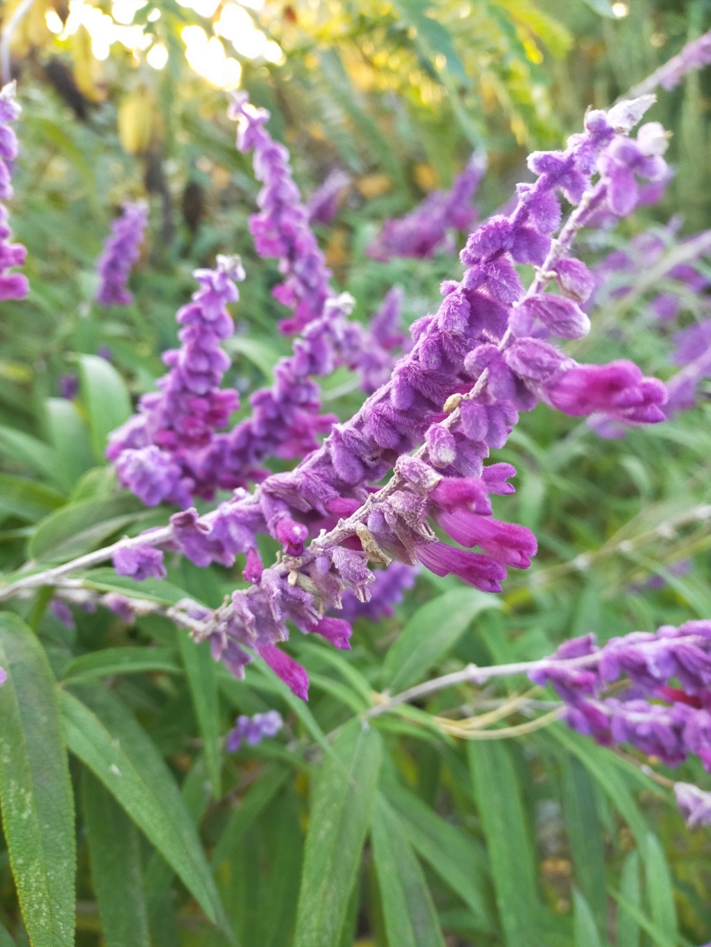 Salvia leucantha 'Purple Velvet'  Img22561