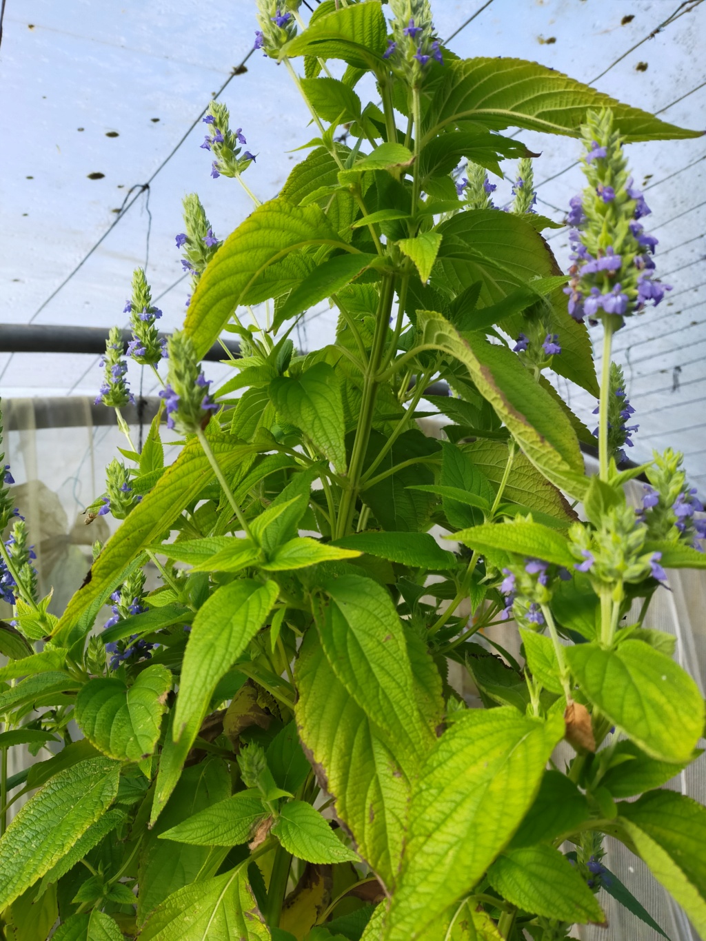 Salvia hispanica - Chia Img22609