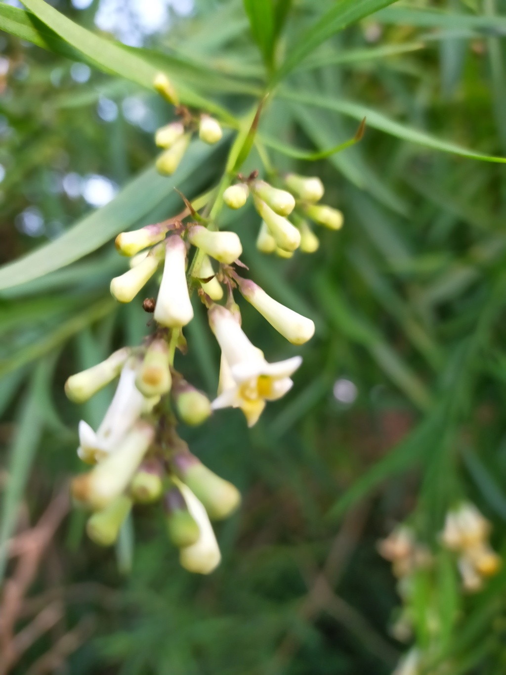 Freylinia lanceolata - Page 3 Img22622