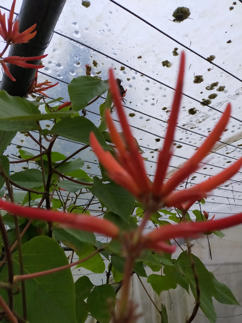 Erythrina montana (syn Erythrina longipes) - Page 3 Img22631