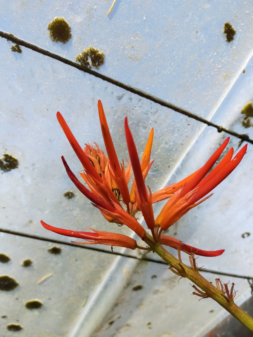 Erythrina montana  (syn Erythrina longipes) - Page 3 Img22632