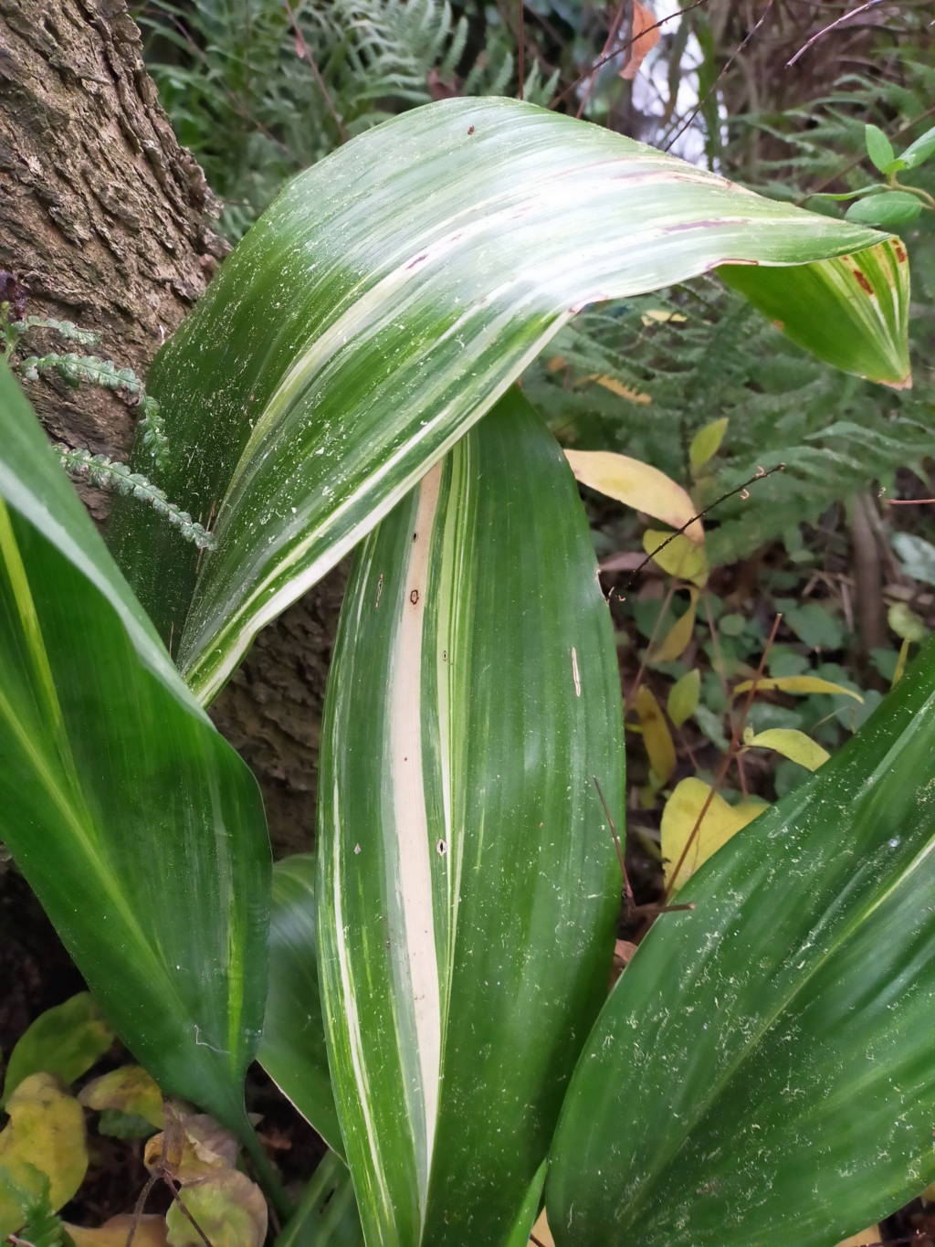 Aspidistra elatior - aspidistra élevé - Page 5 Img22670