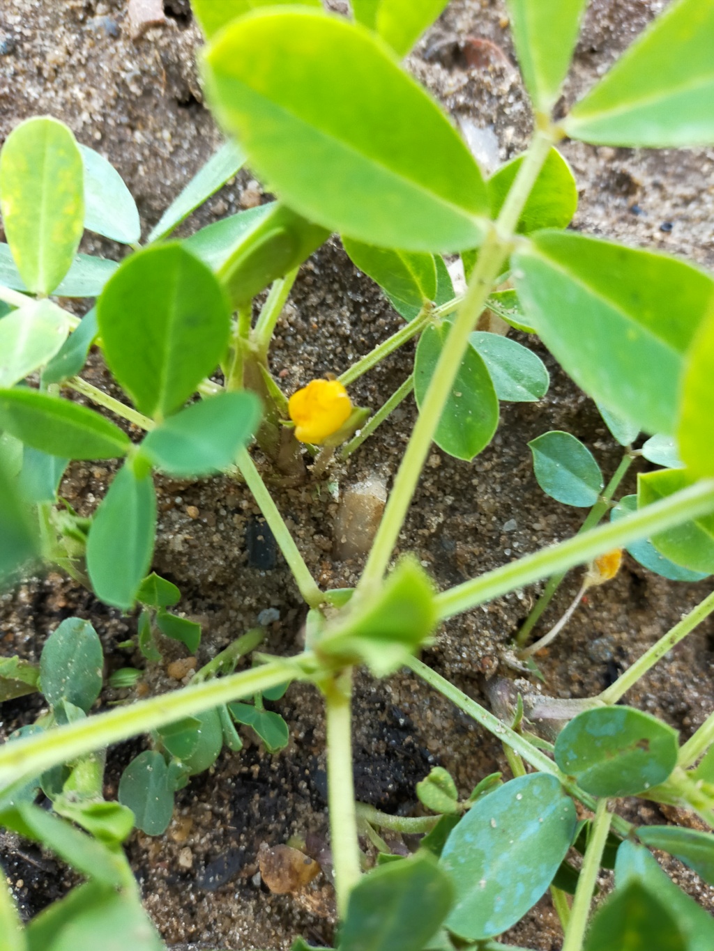 Arachis hypogaea - Cacahouète ou Cacahuète Img22677