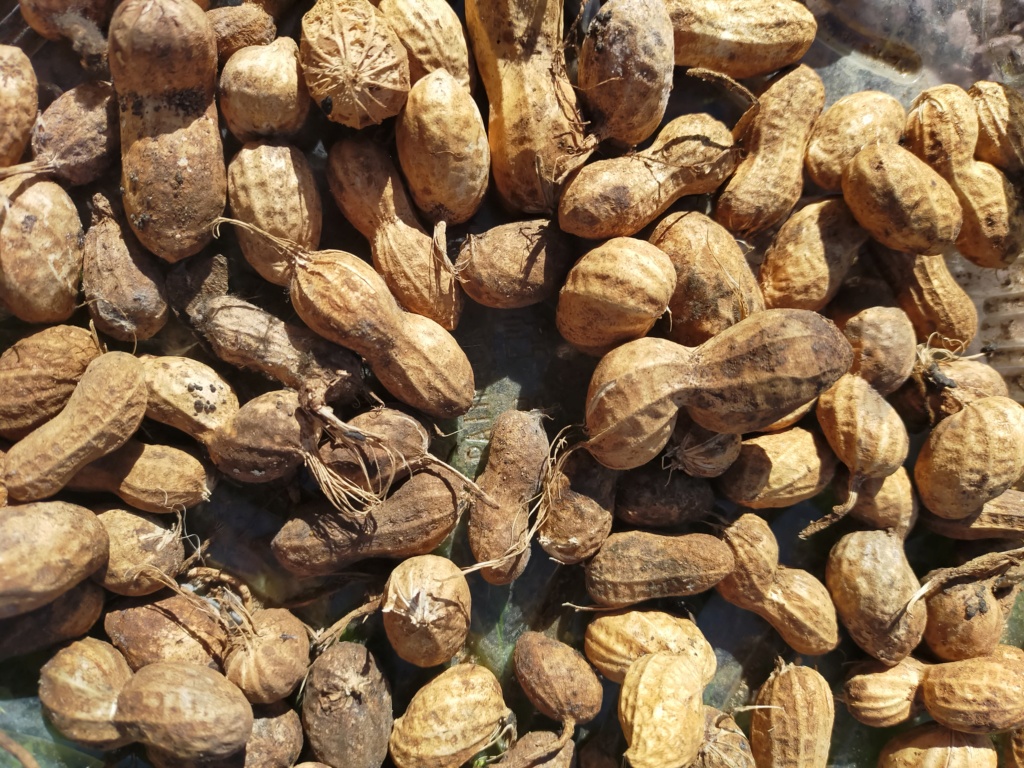 Arachis hypogaea - Cacahouète ou Cacahuète Img22679