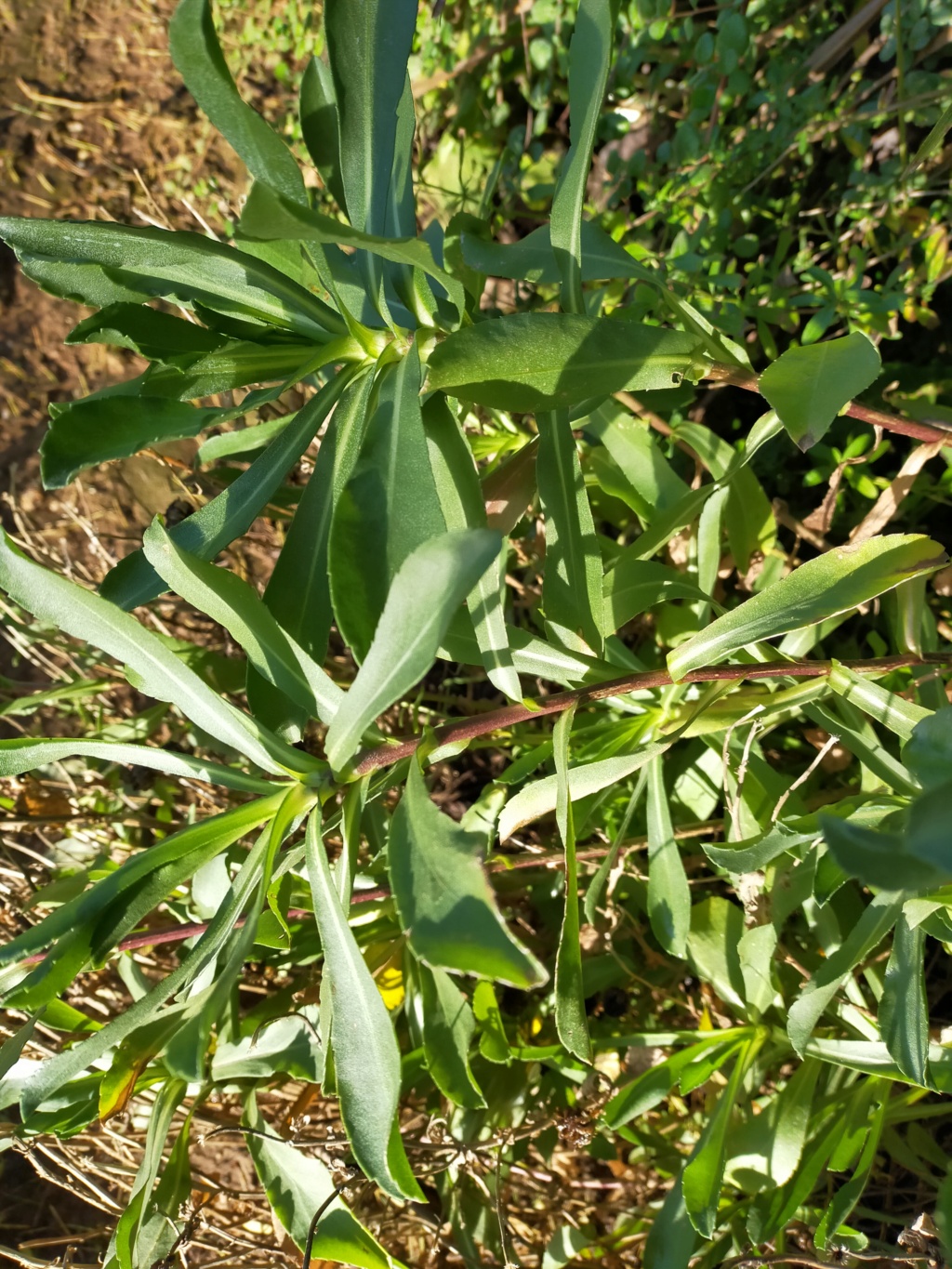 Grindelia robusta -  Grindélie robusta Img22788