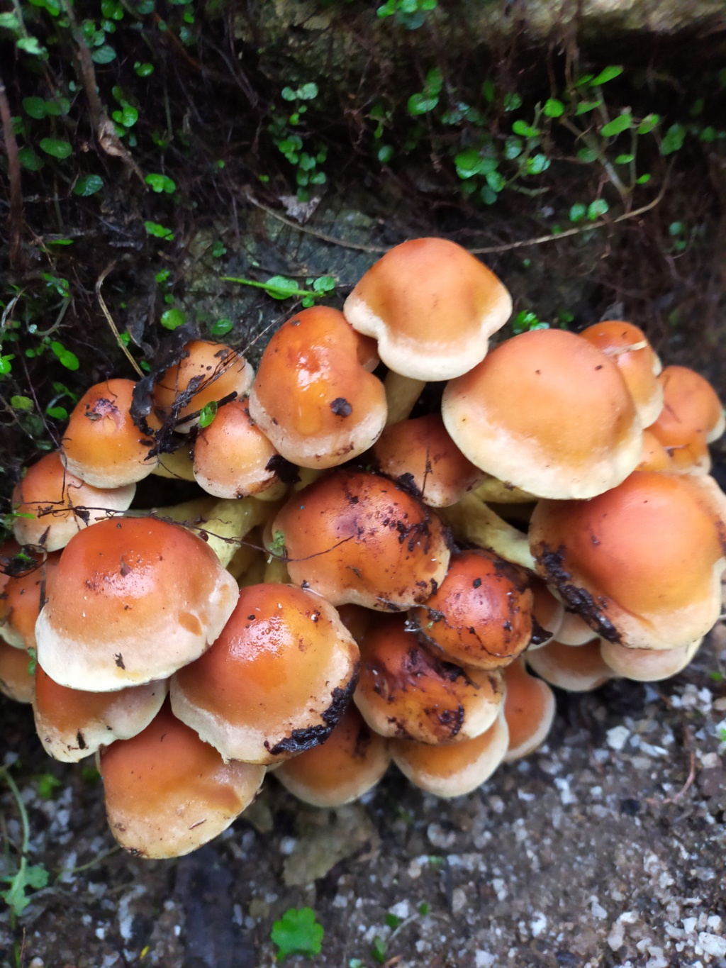 Hypholomes - Coprins - Polypores /Michou... trois champignons dans son jardin a définir...???? Img22867