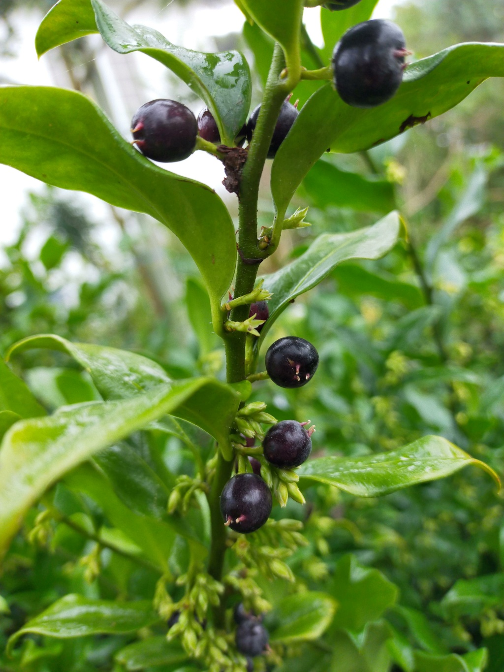 Sarcococca - le genre - Page 4 Img22921