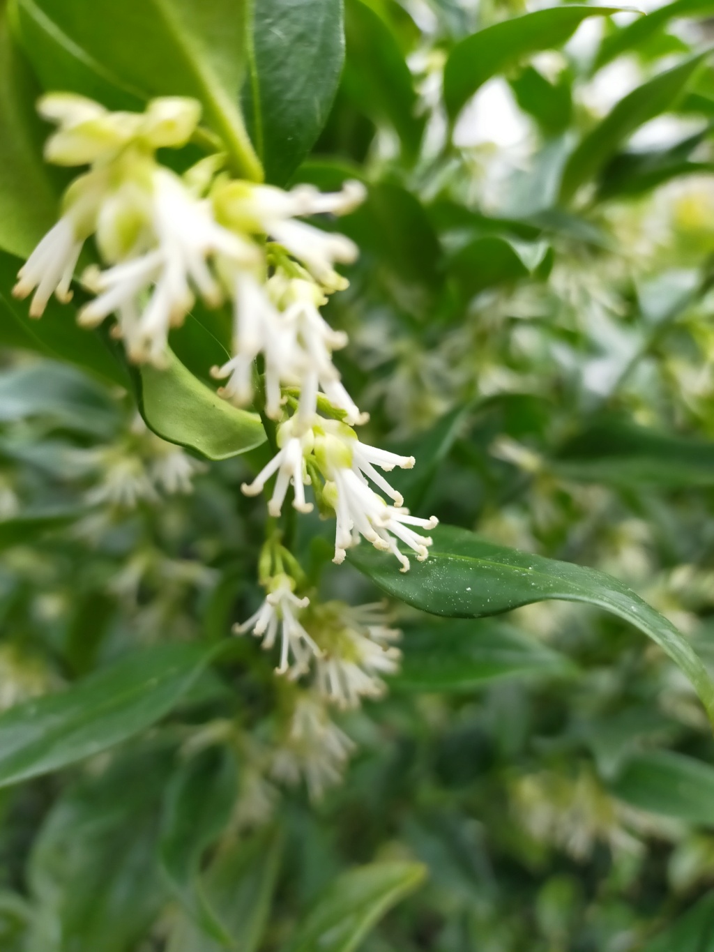 Sarcococca - le genre - Page 4 Img22923