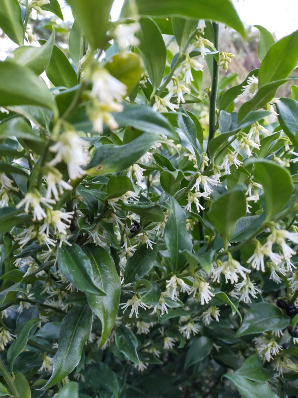 Sarcococca - le genre - Page 4 Img22924
