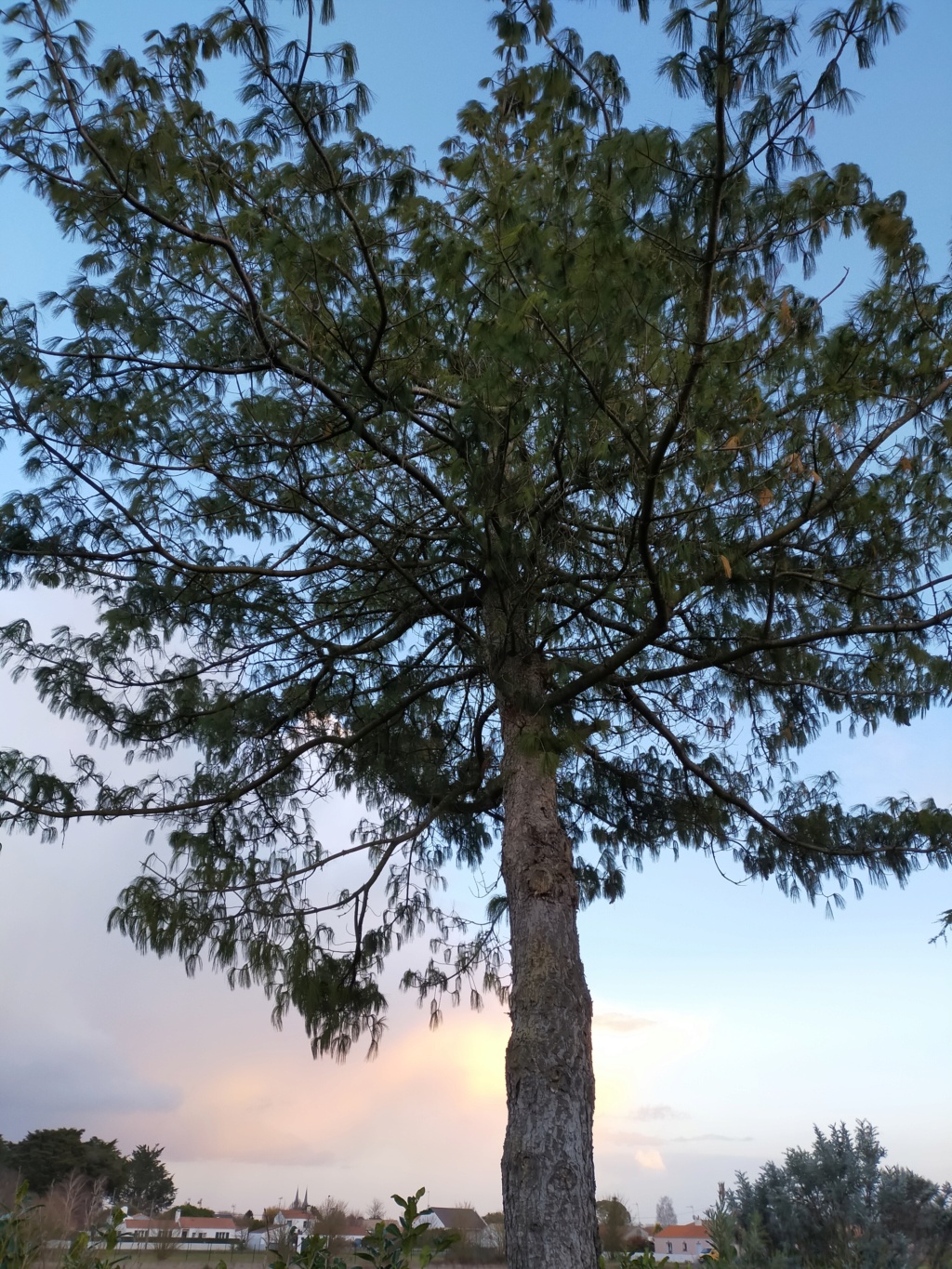 Pinus wallichiana - pin pleureur de l'Himalaya Img22985