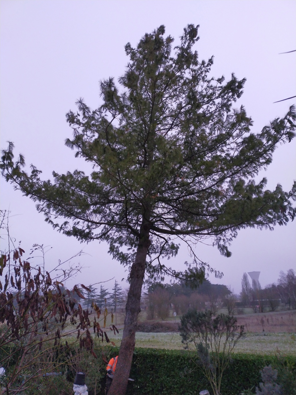 Pinus wallichiana - pin pleureur de l'Himalaya Img22987