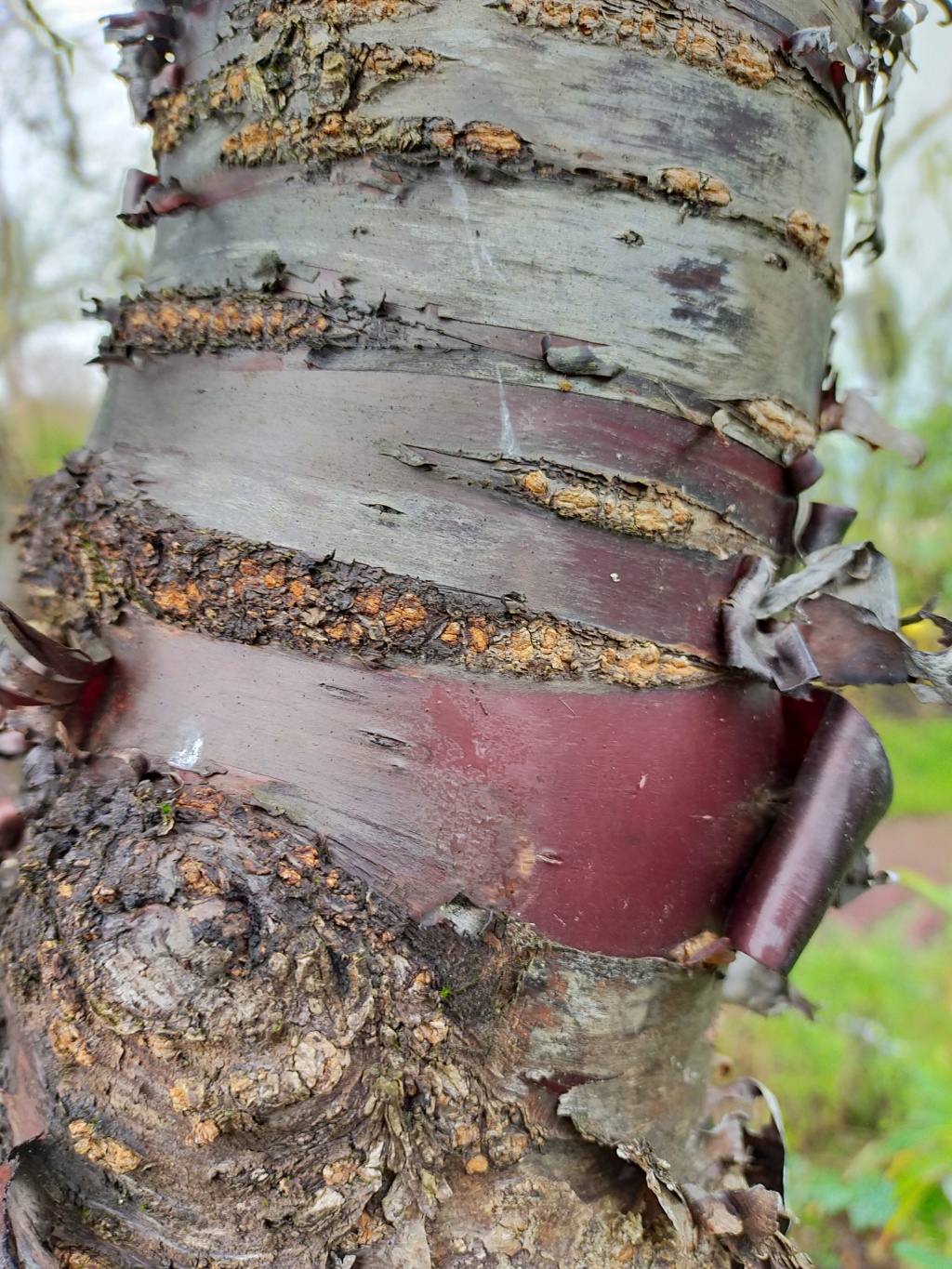 Prunus serrula - cerisier du Tibet Img23050