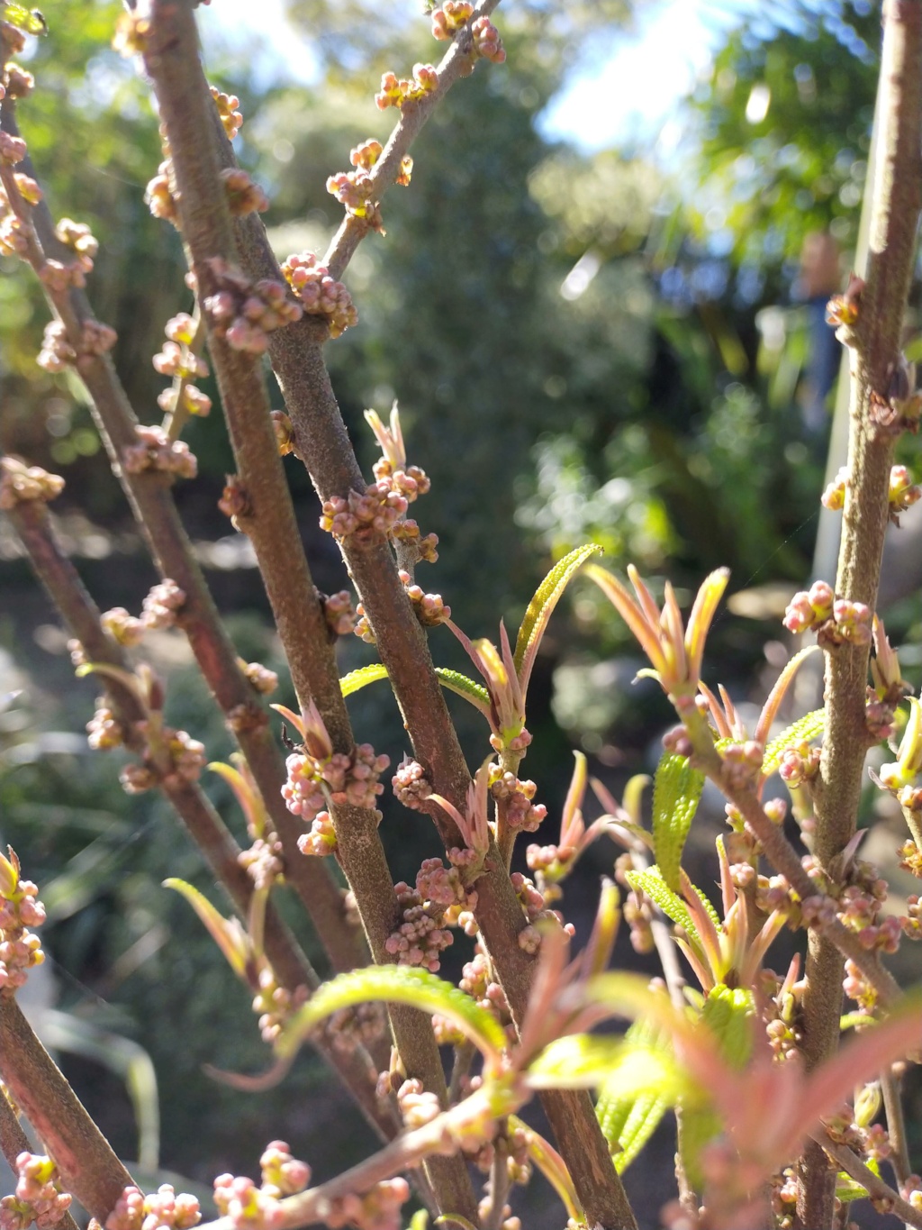 Debregeasia  longifolia  Img23144