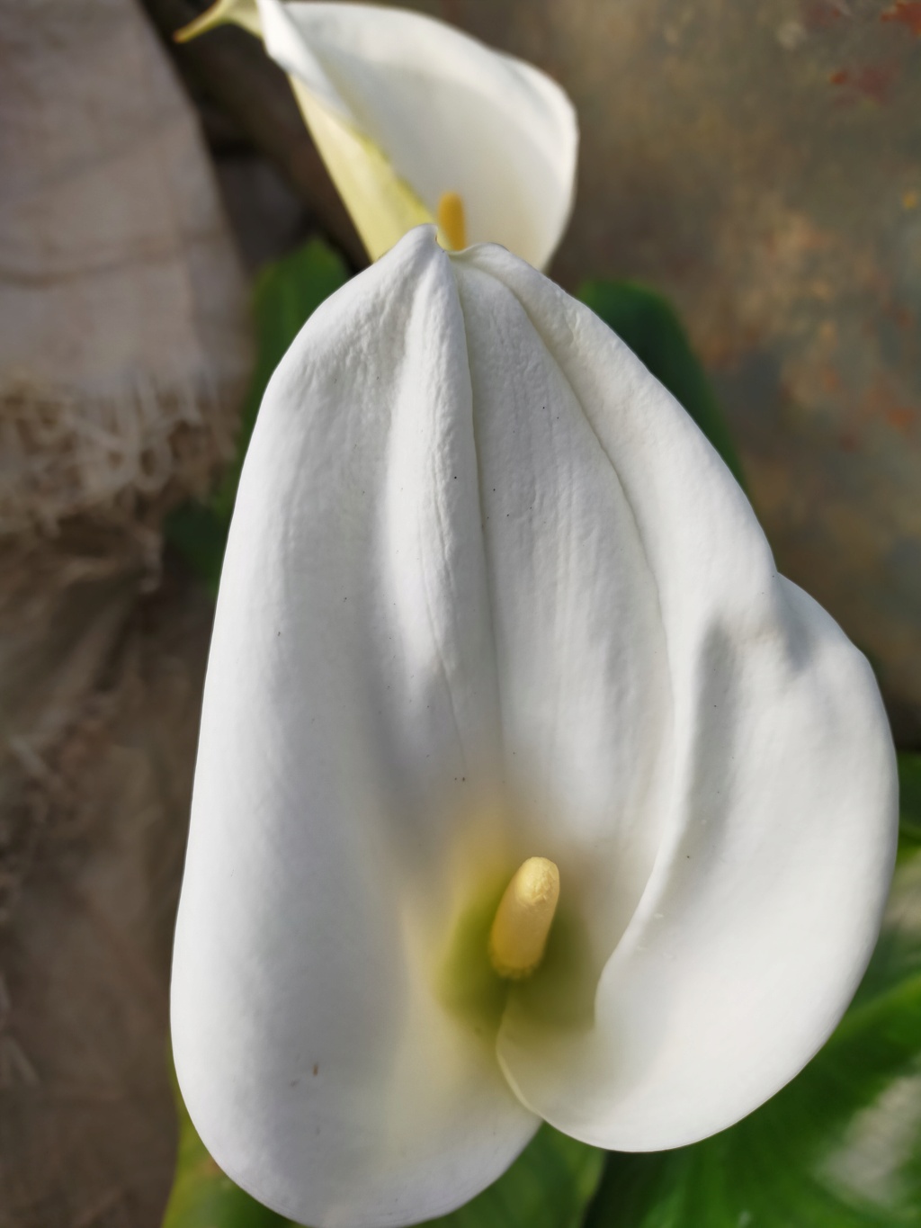 Zantedeschia aethiopica - arum d'Ethiopie Img23192