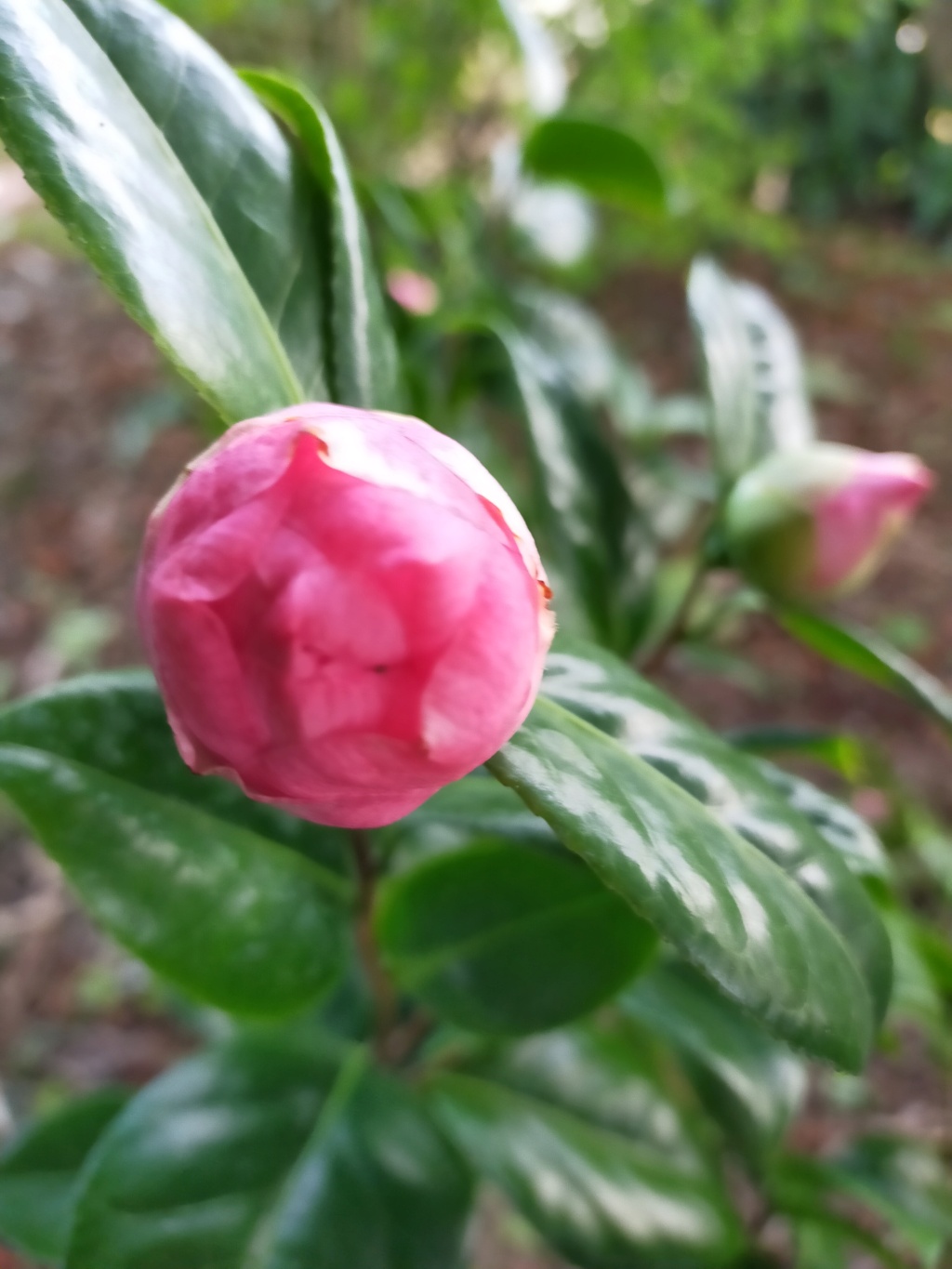 Camellia  Japonica " Mme Marie-Jo " Img23367