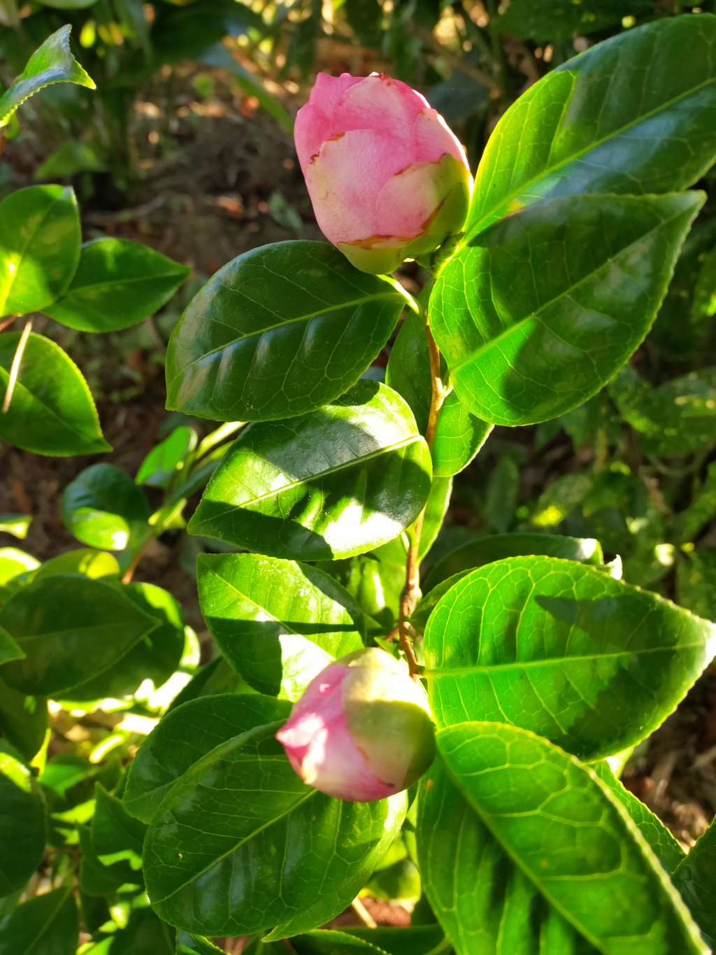 Camellia 'Mme Marie-Jo' Img23368