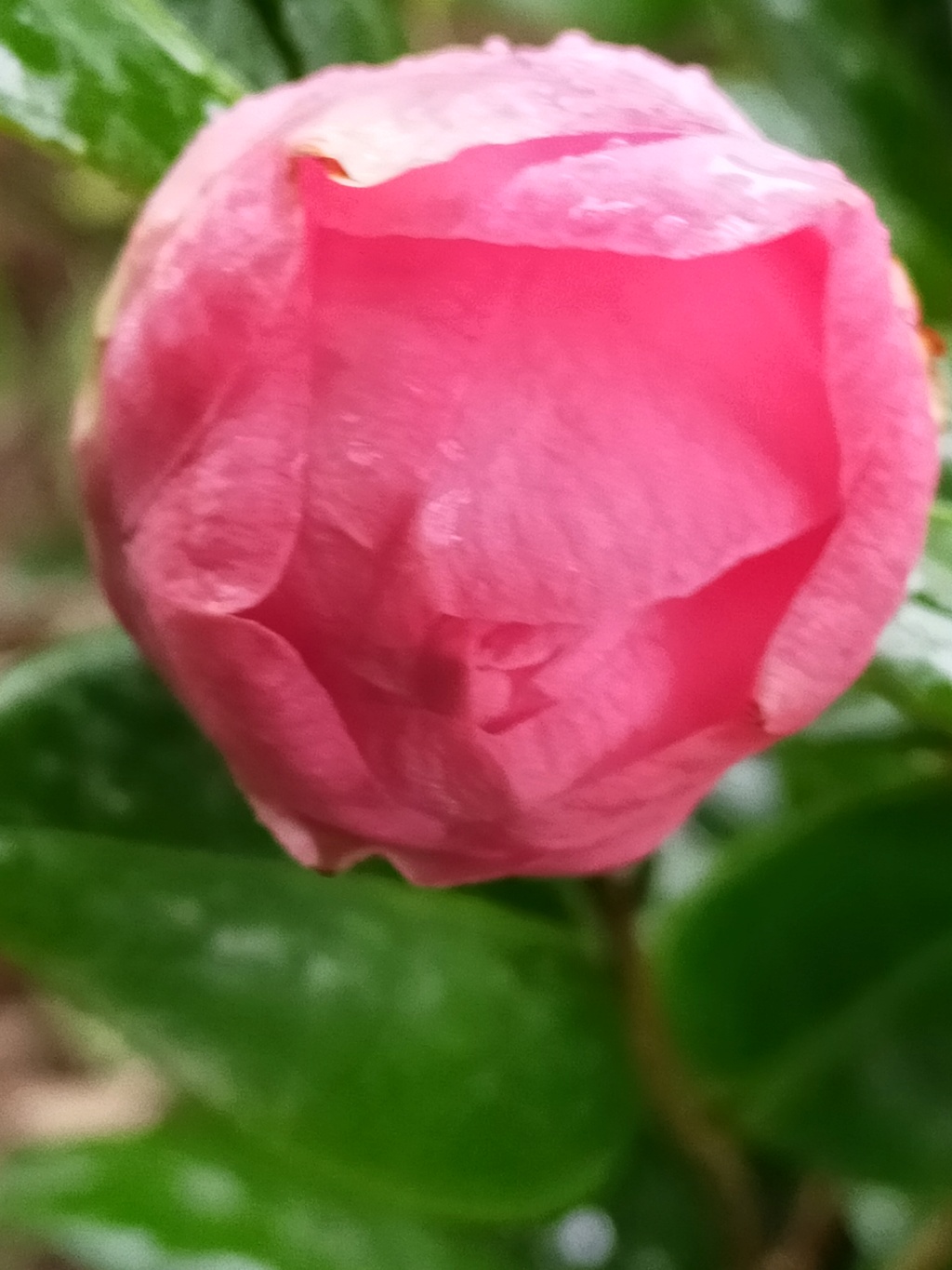 Camellia 'Mme Marie-Jo' Img23369