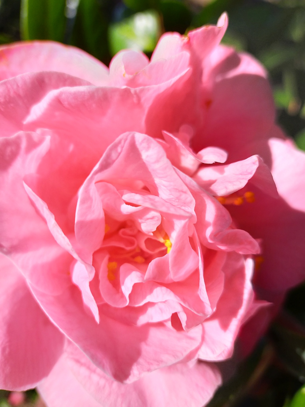 Camellia  Japonica " Mme Marie-Jo " - Page 2 Img23403