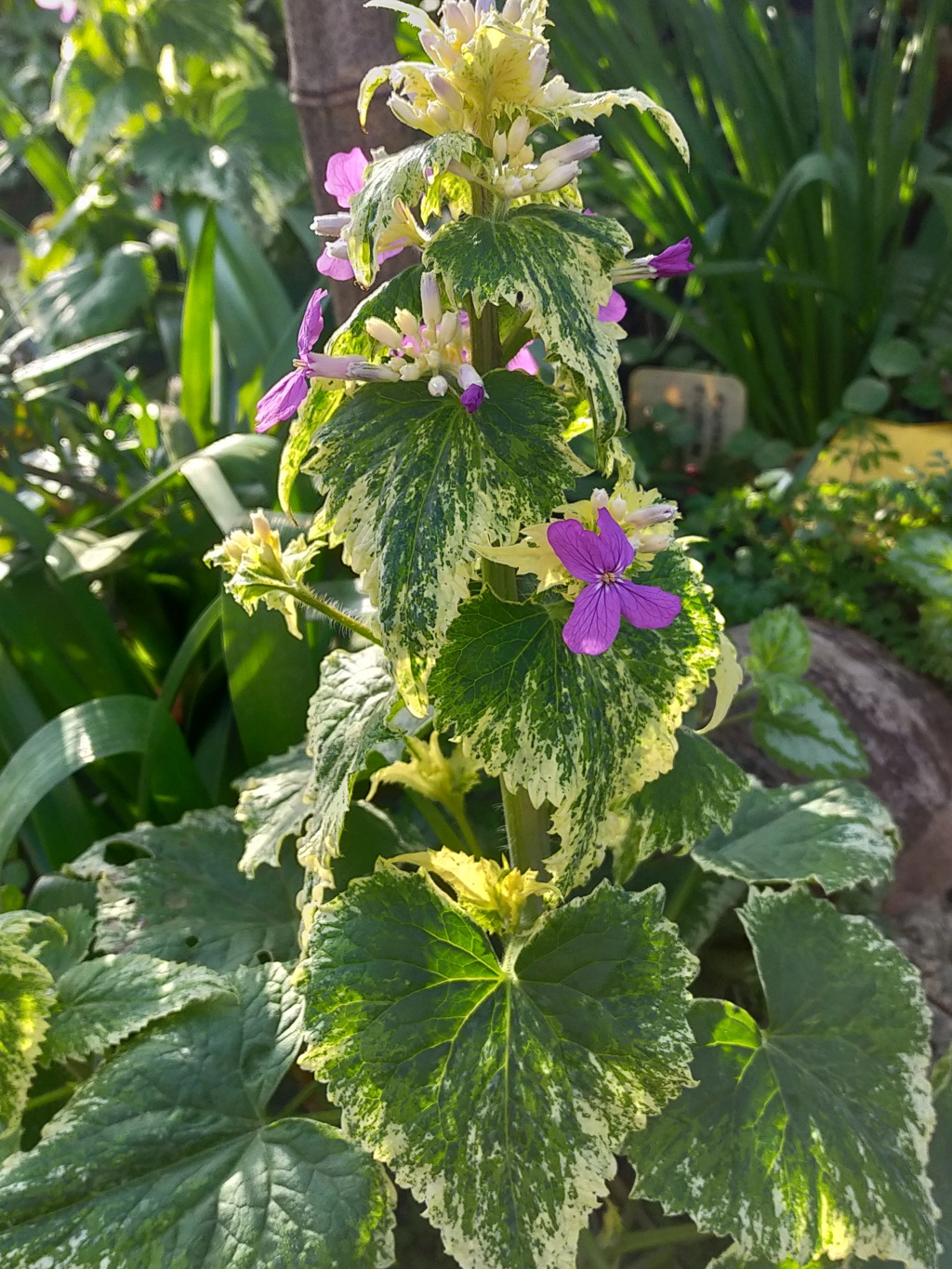 Lunaria annua 'Variegata' - monnaie du pape panachée Img23457