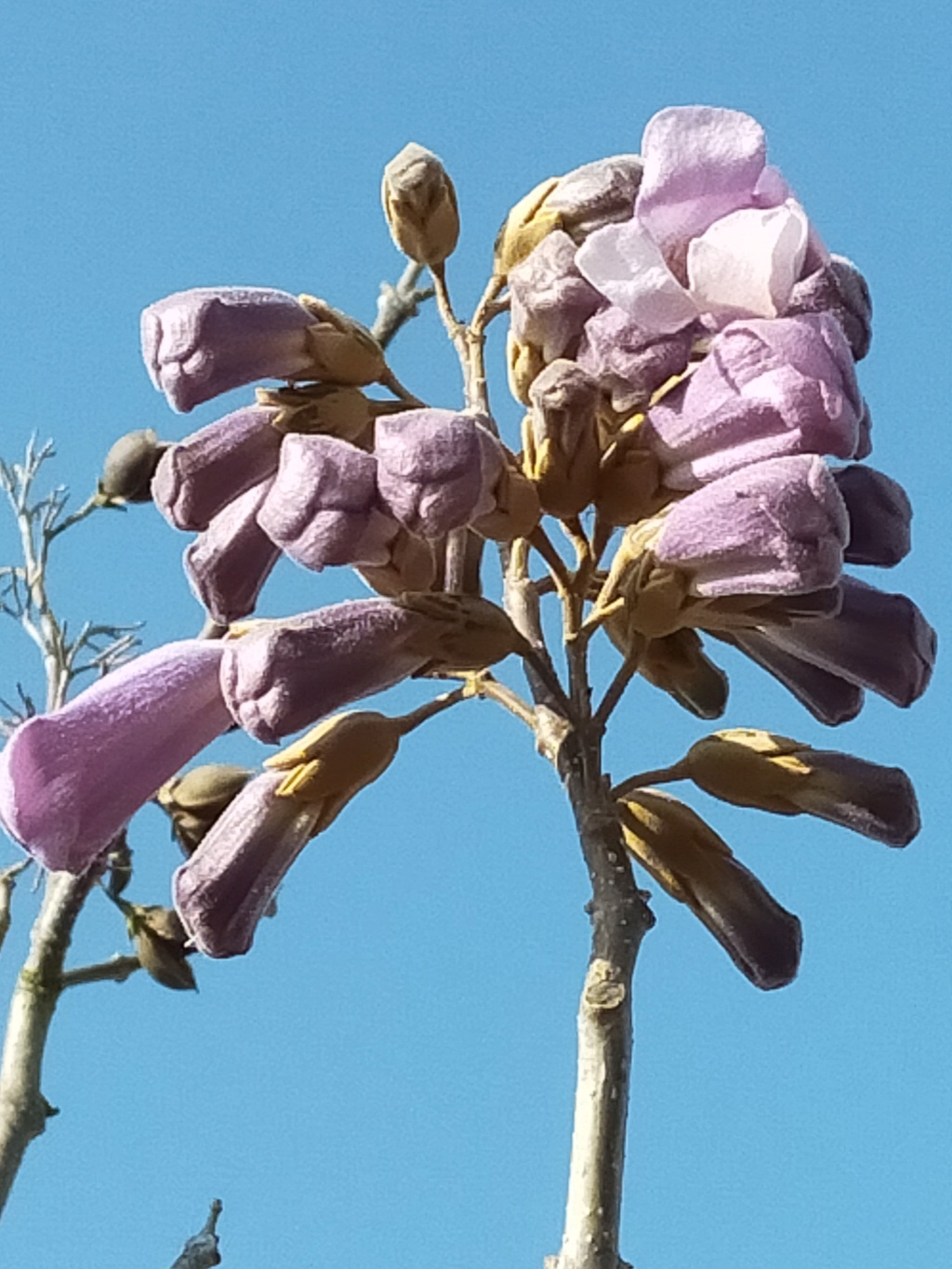 Paulownia fortunei Fast Blue ® 'Minfast' Img23524