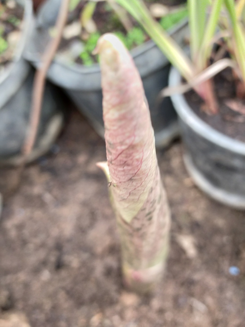 Amorphophallus konjac - Page 11 Img23532