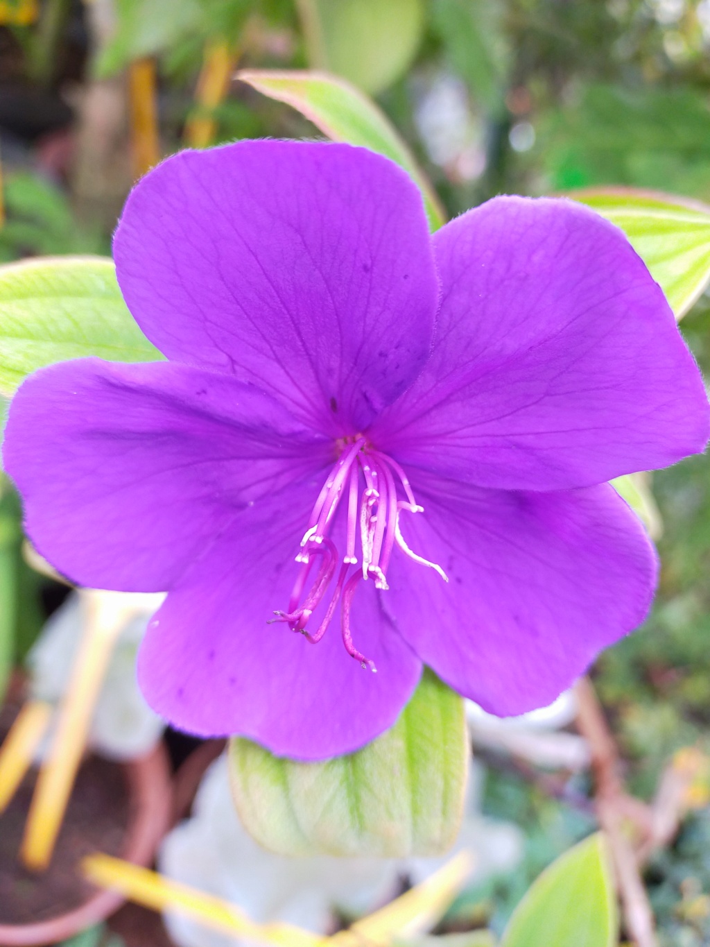 Tibouchina urvilleana - Page 3 Img23661