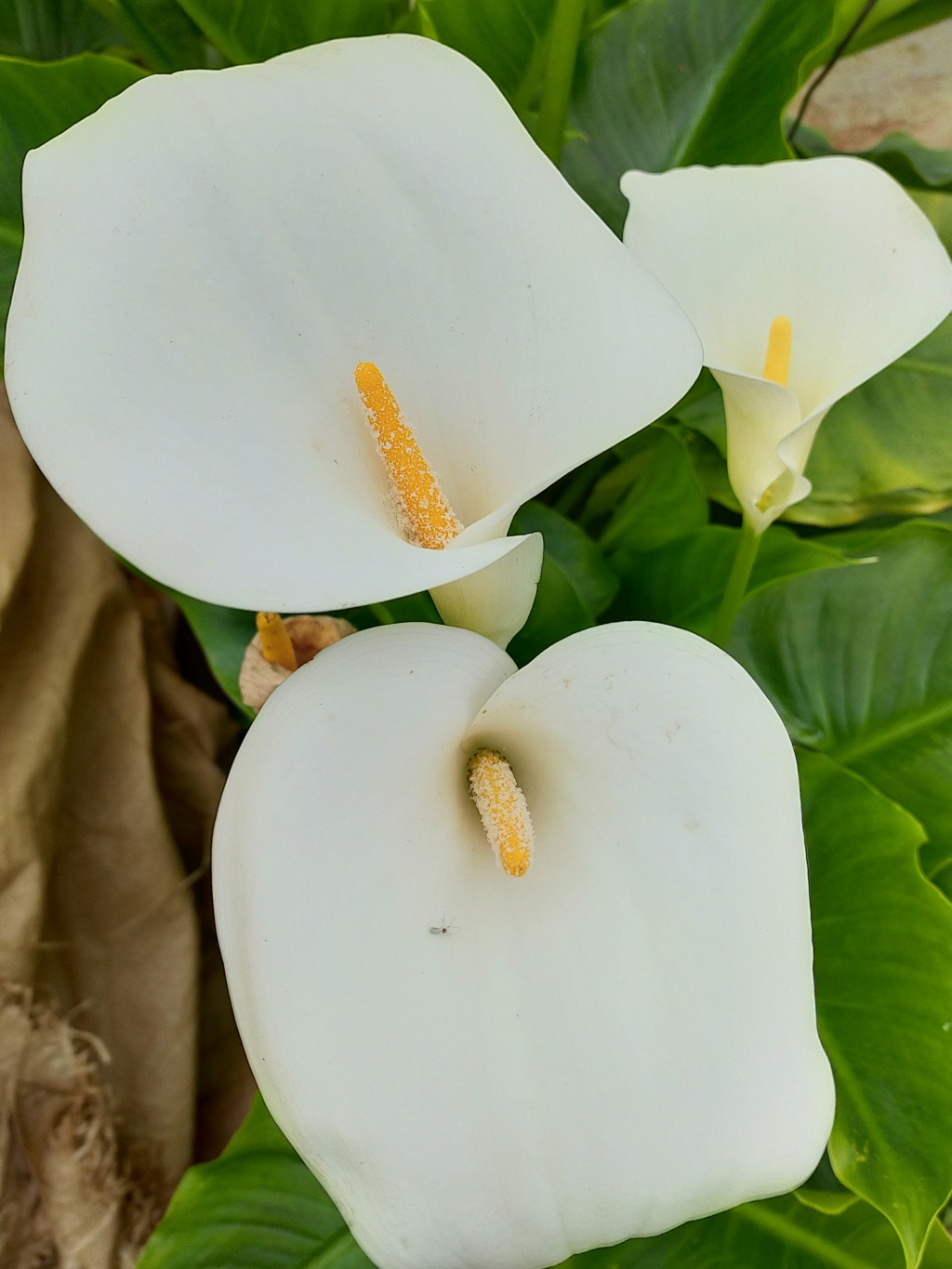 Zantedeschia aethiopica - arum d'Ethiopie Img23672