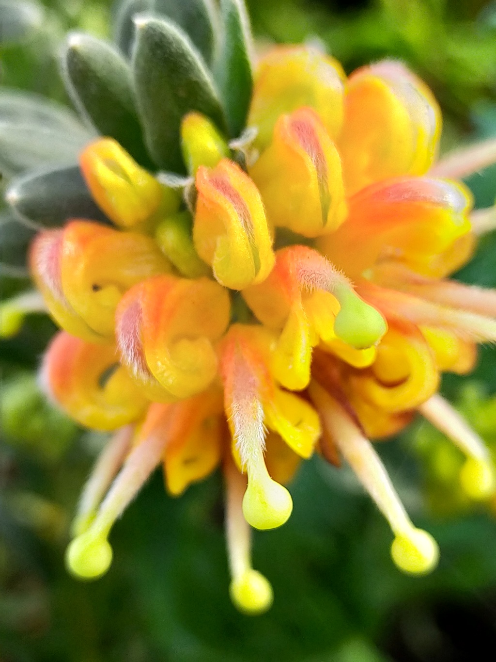 Grevillea " Gold Touch " Img23701