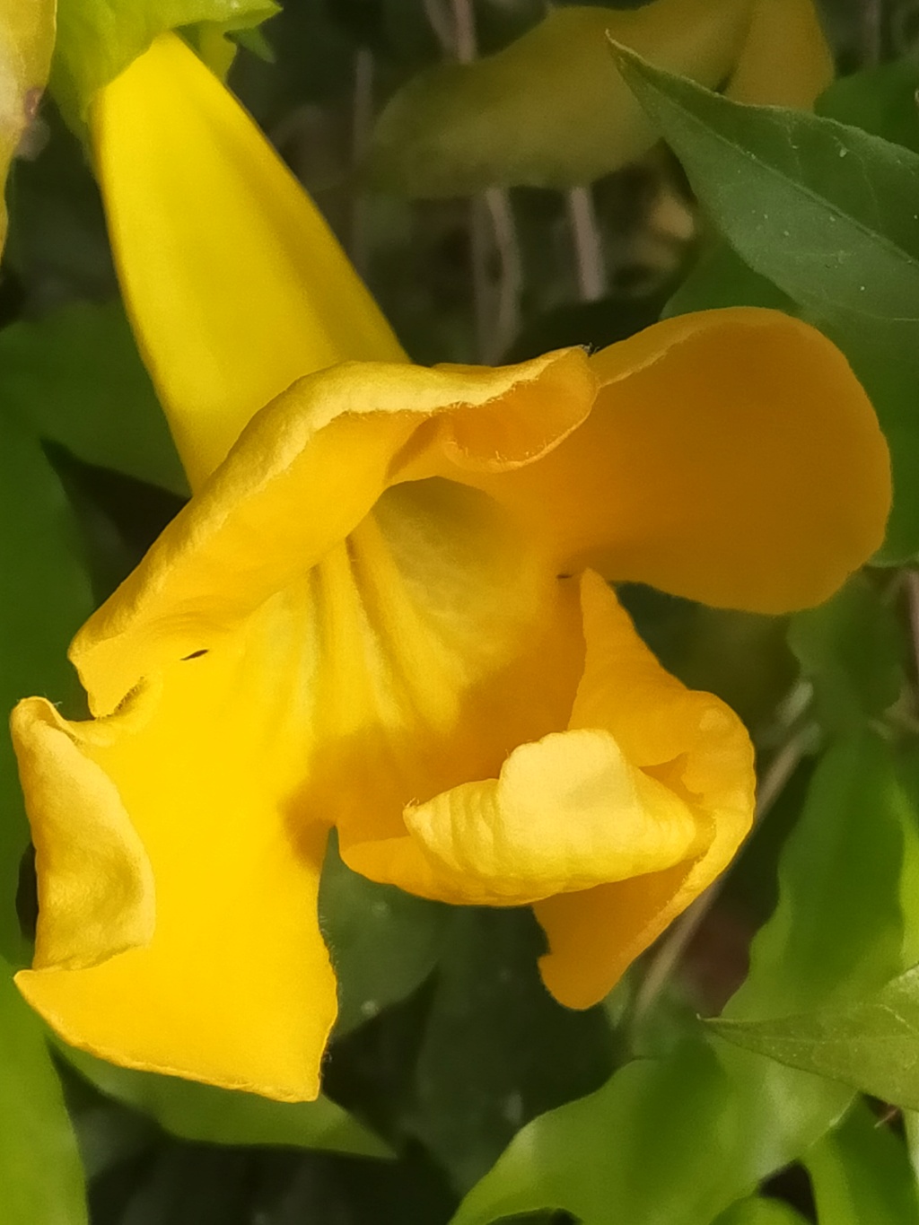 Une plante grimpante à identifier - Dolichandra unguis-cati [Identification] Img23822