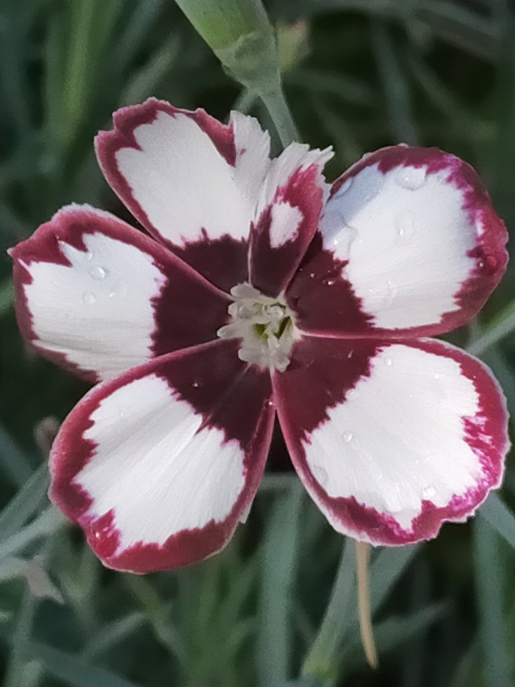 Dianthus 'Elizabethan Pink'  Img23947