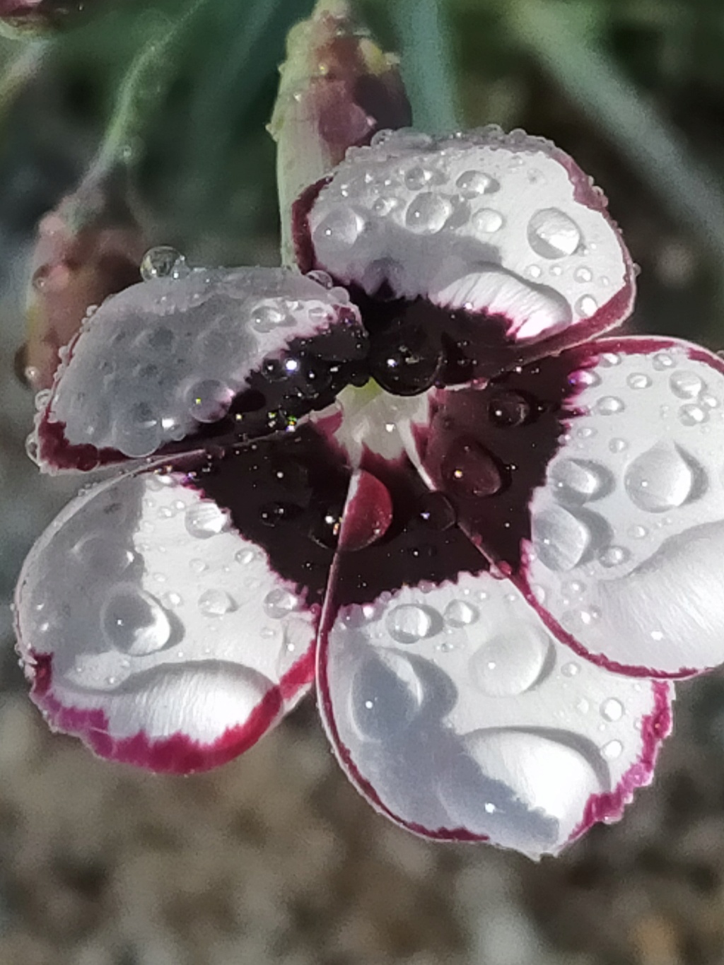 Dianthus 'Elizabethan Pink'  Img23949