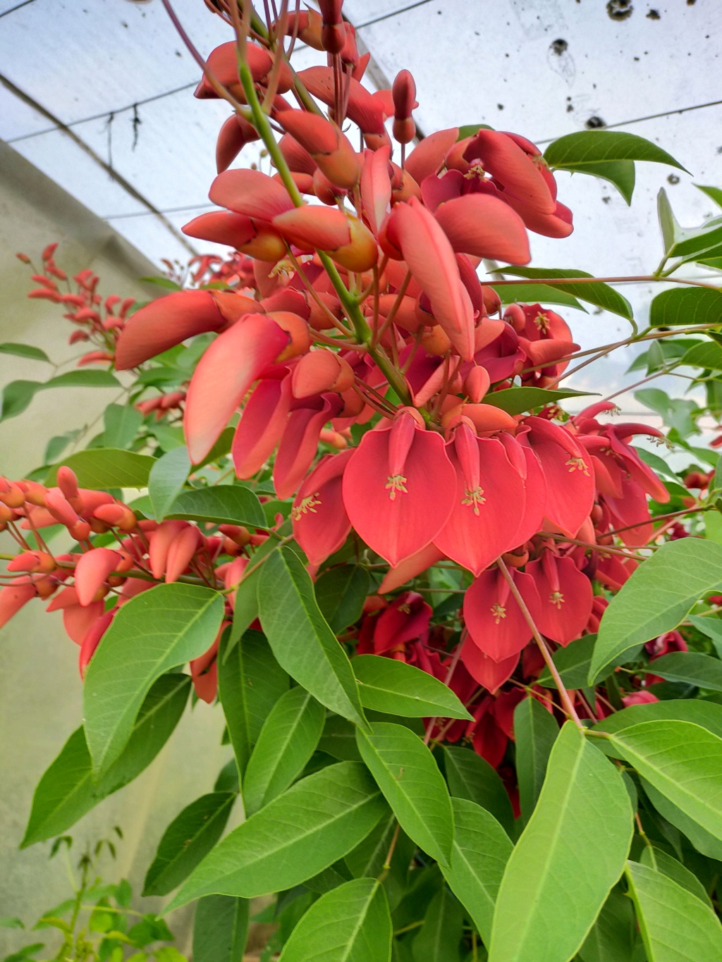 Erythrina crista-galli - Page 16 Img23970