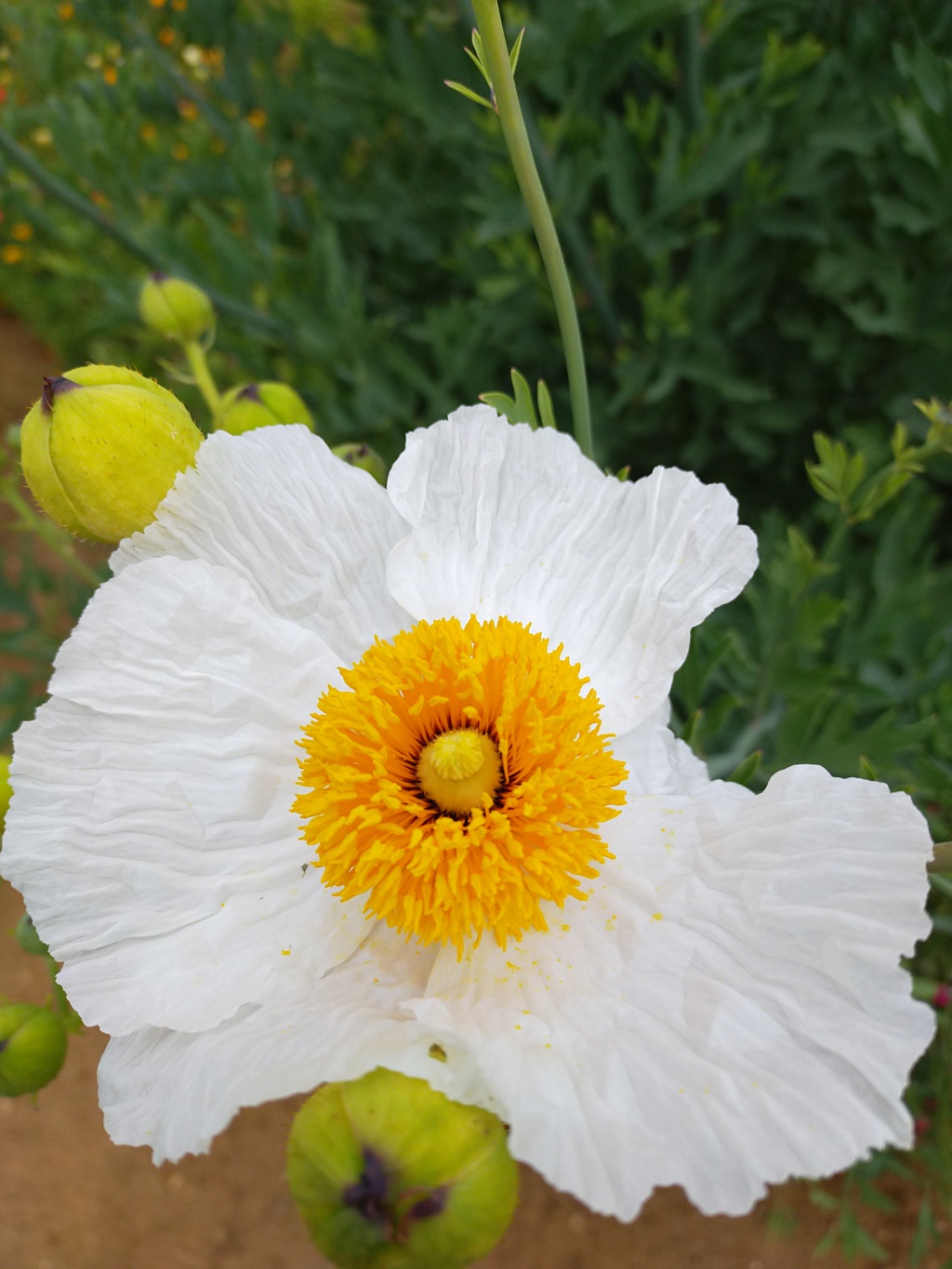 Romneya coulteri - Page 5 Img24017
