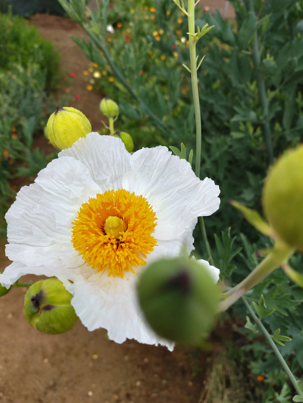 Romneya coulteri - Page 5 Img24018