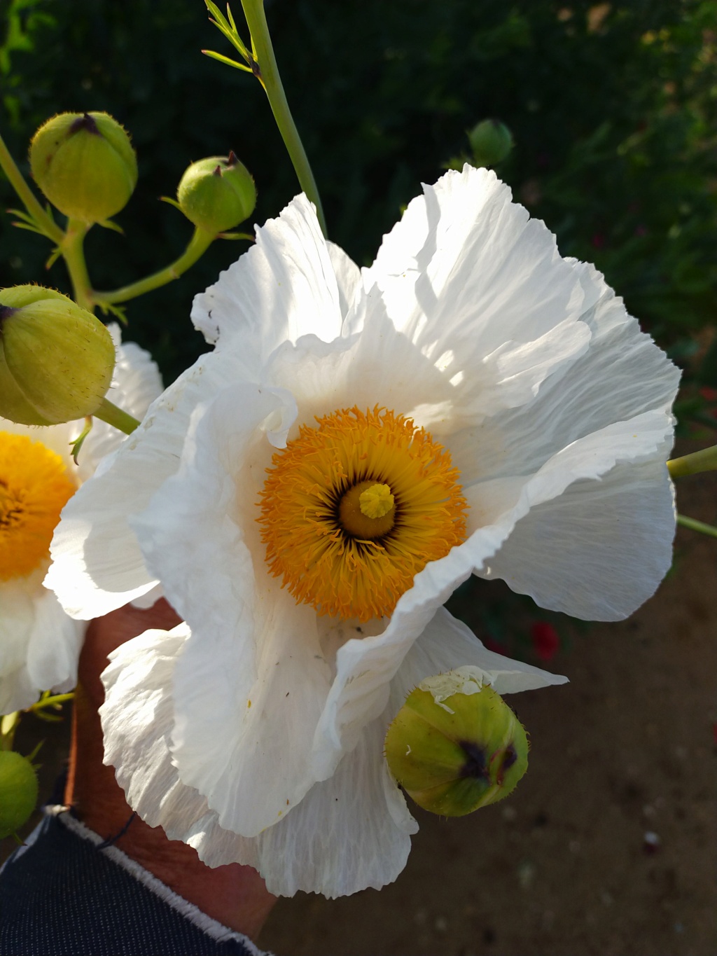 Romneya coulteri - Page 5 Img24083