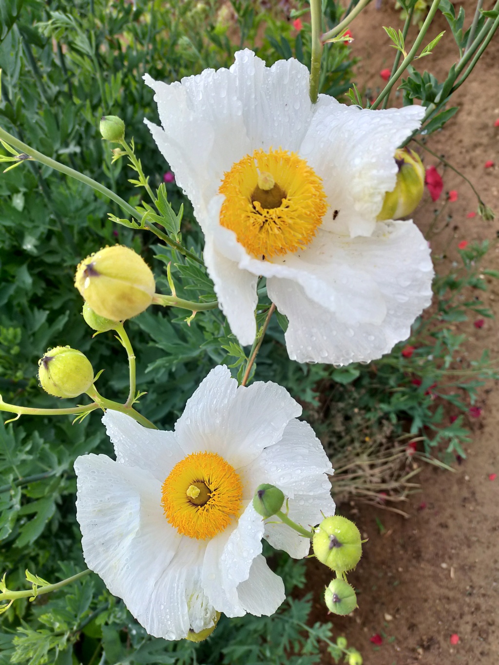 Romneya coulteri - Page 5 Img24084