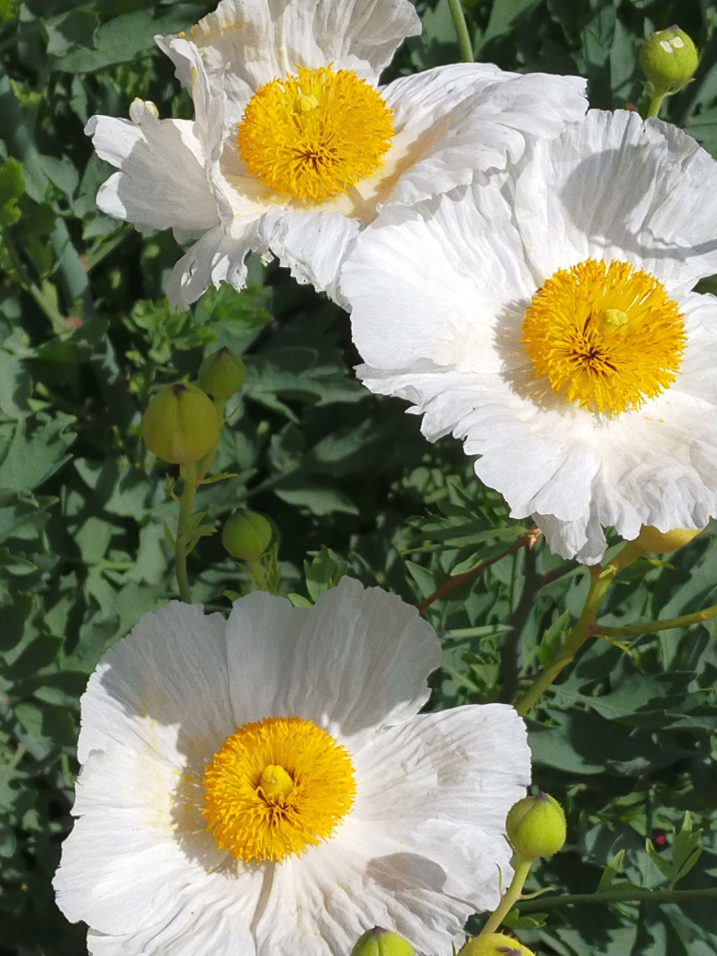 Romneya coulteri - Page 5 Img24118