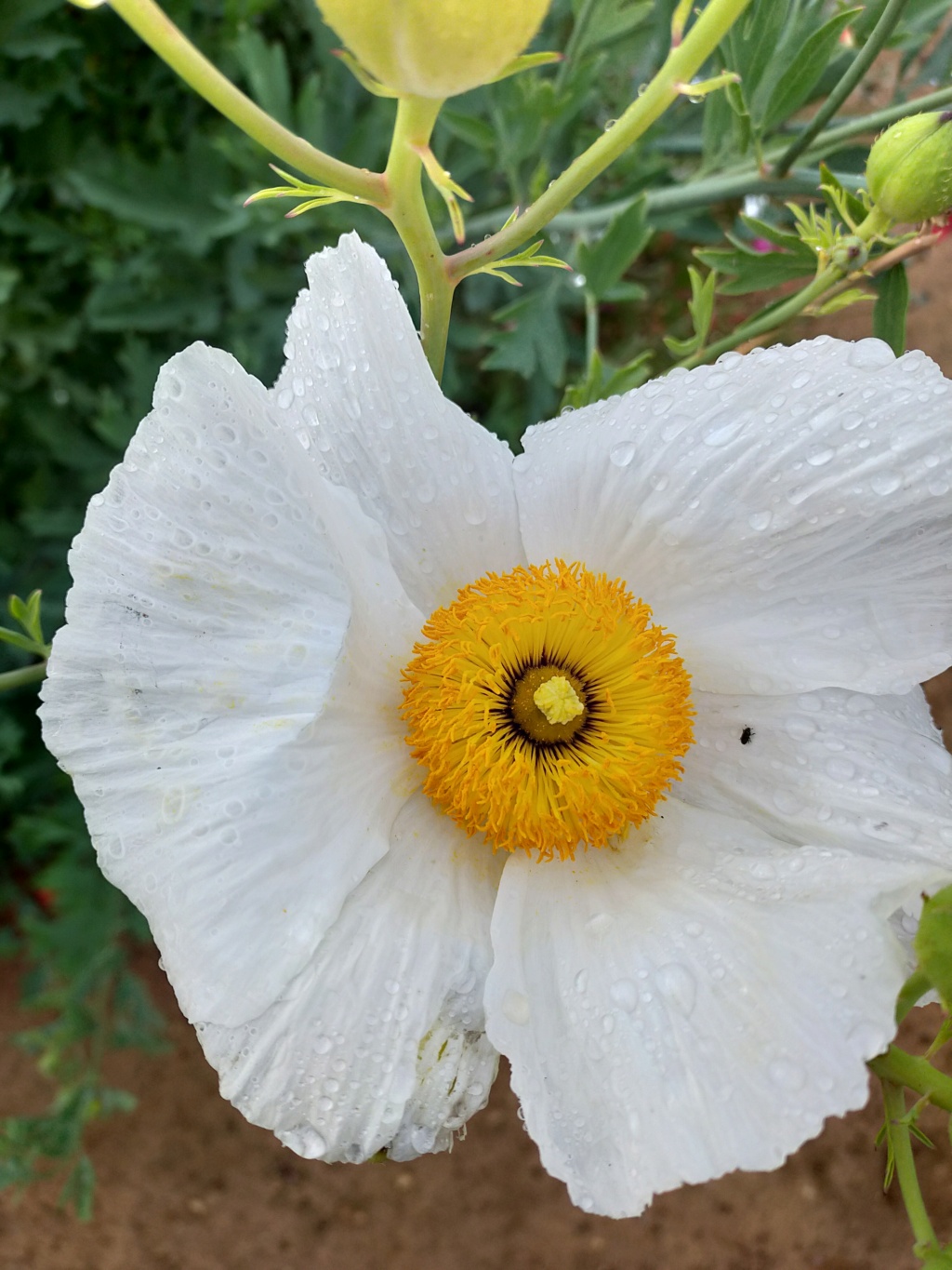 Romneya coulteri - Page 5 Img24119